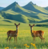 WWW,se664·COM网站APP